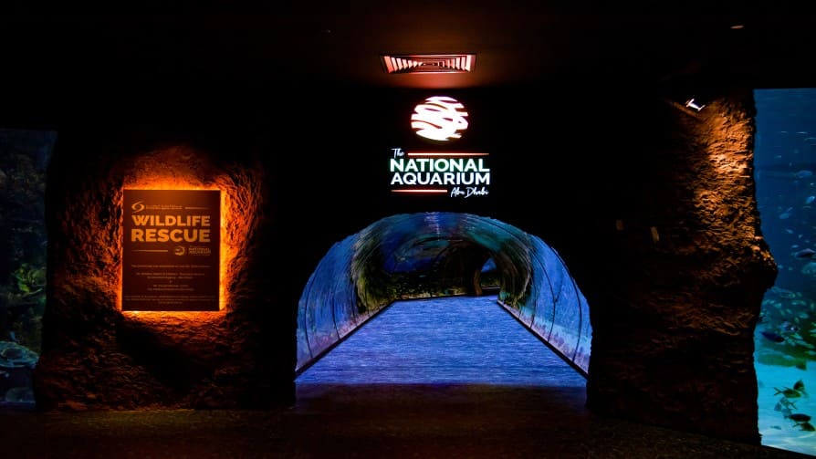 The National Aquarium Abu Dhabi and DEI – The perfect marine match!